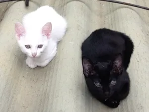 Gato raça  idade 2 anos nome Mimi