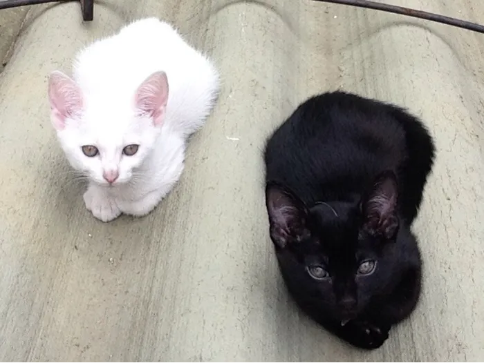 Gato ra a  idade 2 anos nome Mimi