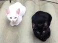 Mimi