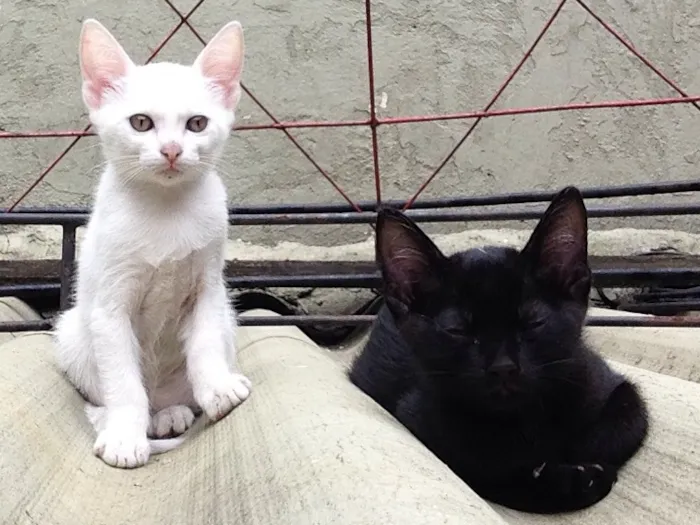 Gato ra a  idade 2 anos nome Mimi