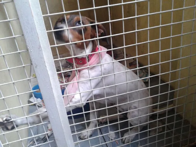 Cachorro ra a SRD idade  nome Kira (castrada)