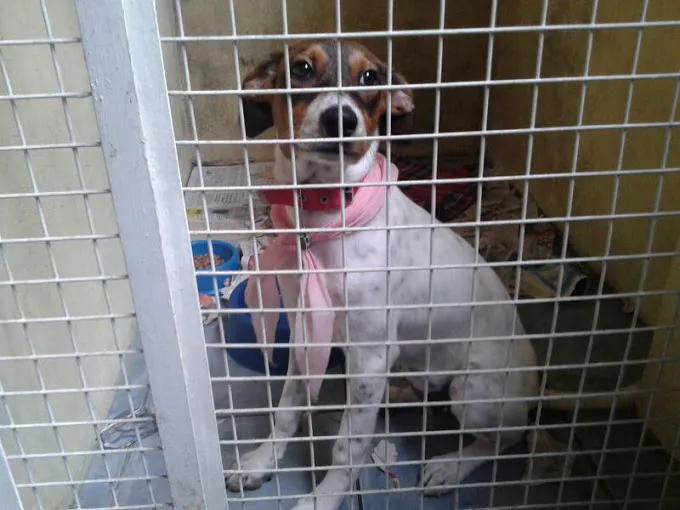 Cachorro ra a SRD idade  nome Kira (castrada)