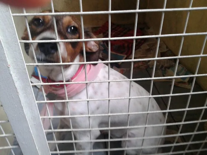 Cachorro ra a SRD idade  nome Kira (castrada)