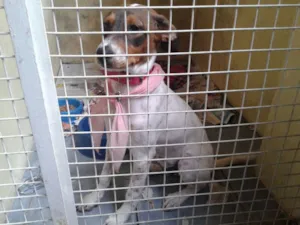 Cachorro raça SRD idade  nome Kira (castrada)