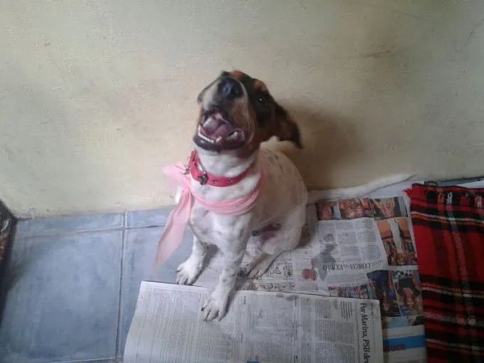 Cachorro ra a SRD idade  nome Kira (castrada)