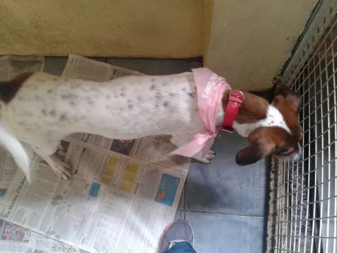 Cachorro ra a SRD idade  nome Kira (castrada)