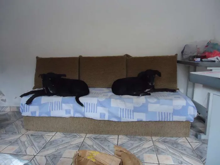 Cachorro ra a S|definida idade 3 anos nome Nega|Neguinha