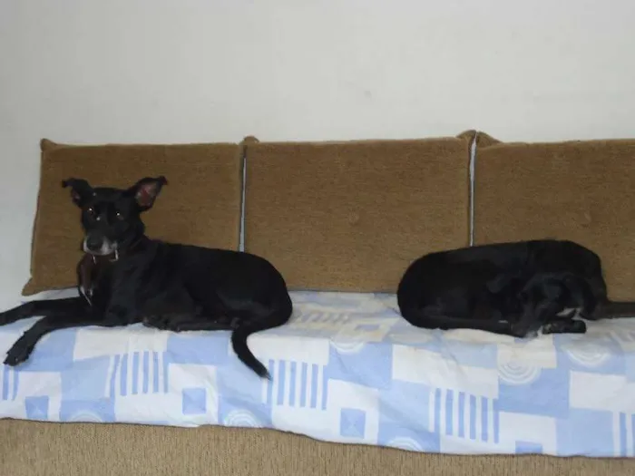 Cachorro ra a S|definida idade 3 anos nome Nega|Neguinha
