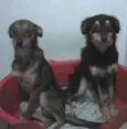 Cecilia e Luiza