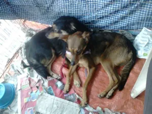 Cachorro raça SRD idade 1 ano nome Cecilia e Luiza