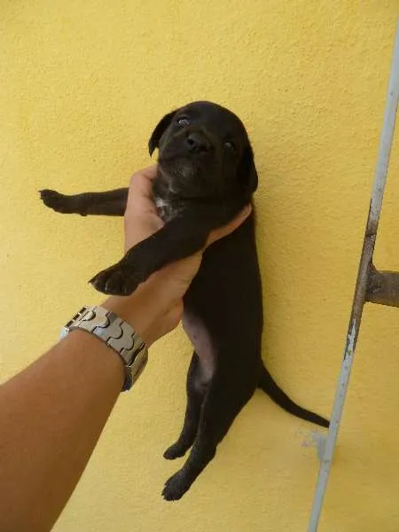 Cachorro raça Vira-lata idade Abaixo de 2 meses nome Filhotes