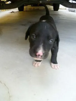 Cachorro raça Vira-lata idade Abaixo de 2 meses nome Filhotes