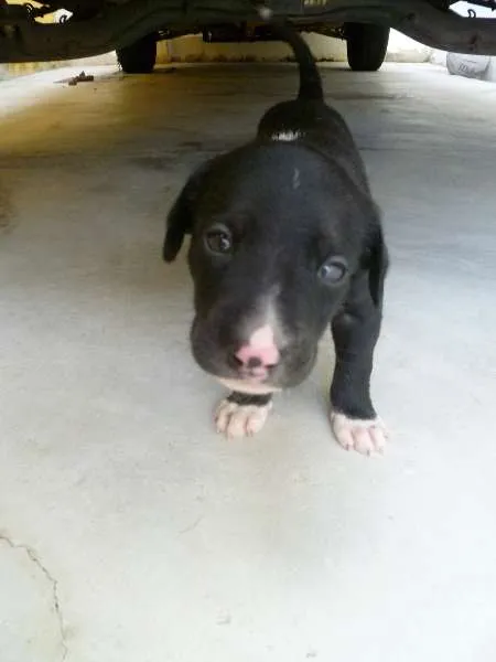 Cachorro raça Vira-lata idade Abaixo de 2 meses nome Filhotes