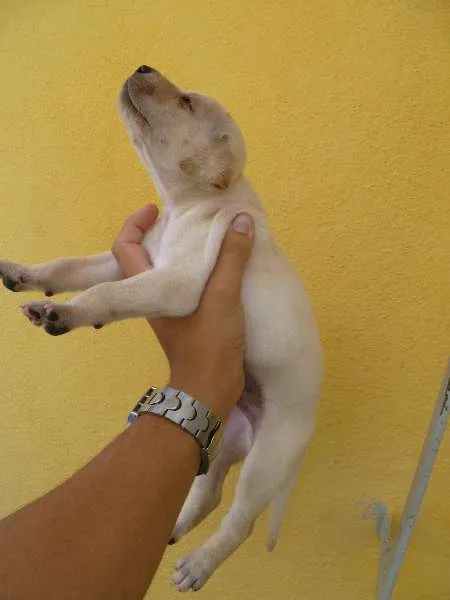 Cachorro raça Vira-lata idade Abaixo de 2 meses nome Filhotes