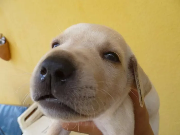 Cachorro raça Vira-lata idade Abaixo de 2 meses nome Filhotes
