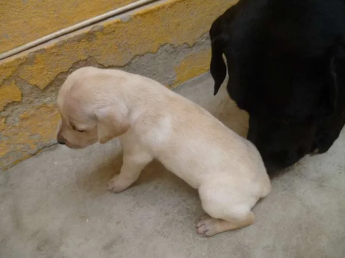 Cachorro raça Vira-lata idade Abaixo de 2 meses nome Filhotes