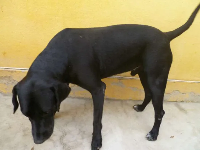 Cachorro raça Vira-lata idade Abaixo de 2 meses nome Filhotes