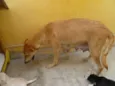 Filhotes
