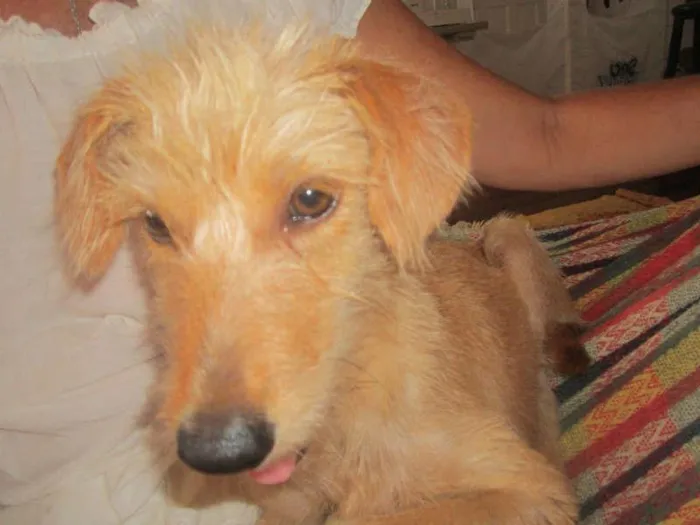 Cachorro raça vira-lata idade 7 a 11 meses nome Clarice&Luluzinha