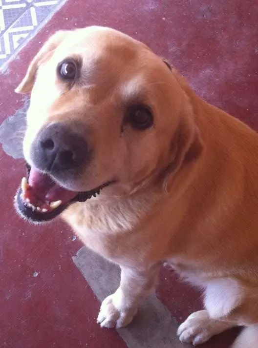 Cachorro ra a Labrador idade 4 anos nome Spike