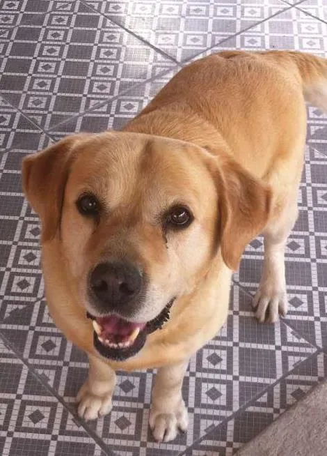 Cachorro ra a Labrador idade 4 anos nome Spike