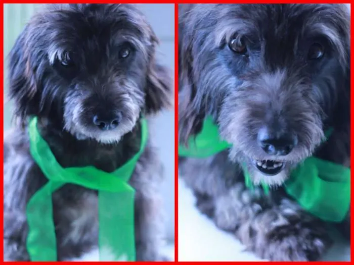 Cachorro ra a mestiço de poodle idade 1 ano nome Cowboy