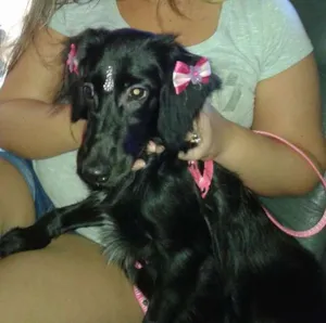 Cachorro raça Cocker idade 2 a 6 meses nome Lola 