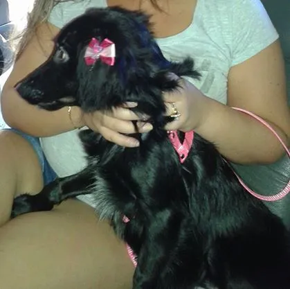 Cachorro ra a Cocker idade 2 a 6 meses nome Lola 