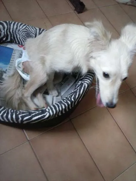 Cachorro raça SRD idade 7 a 11 meses nome Princesa GUARULHOS