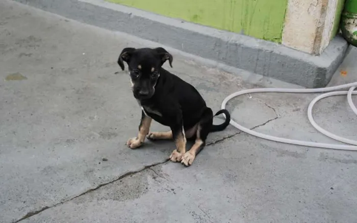 Cachorro ra a SRD idade 2 a 6 meses nome Filhote