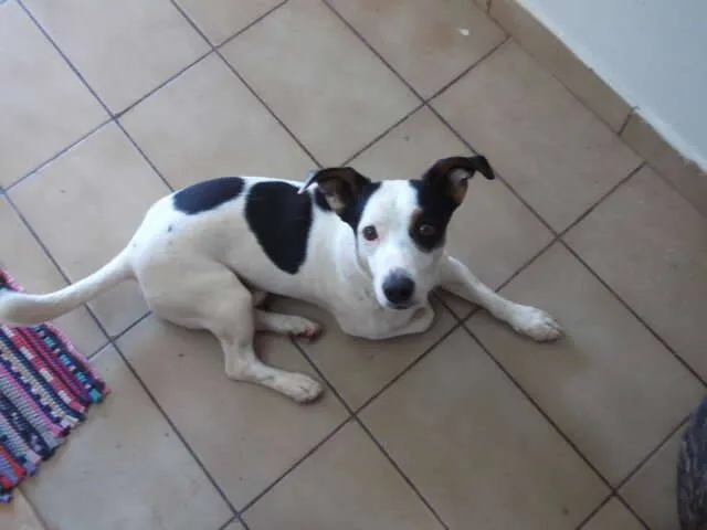 Cachorro ra a SRD idade 3 anos nome Duan