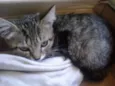 Mimi