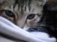 Mimi