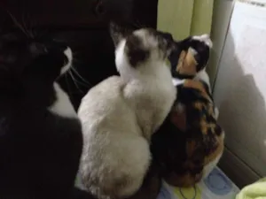 Gato raça vira lata idade 1 ano nome Teka, Clara, Rebeca