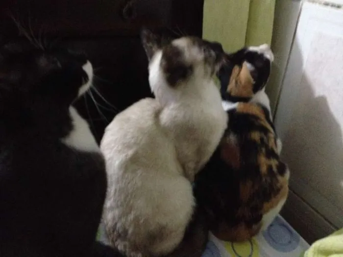 Gato raça vira lata idade 1 ano nome Teka, Clara, Rebeca