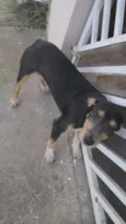 Cachorro raça Vira lata idade 1 ano nome Neguinho