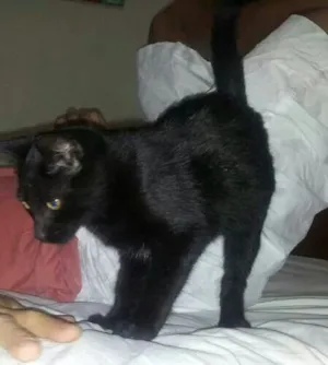 Gato raça sem raça idade 2 a 6 meses nome pretinha