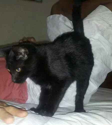 Gato ra a sem raça idade 2 a 6 meses nome pretinha