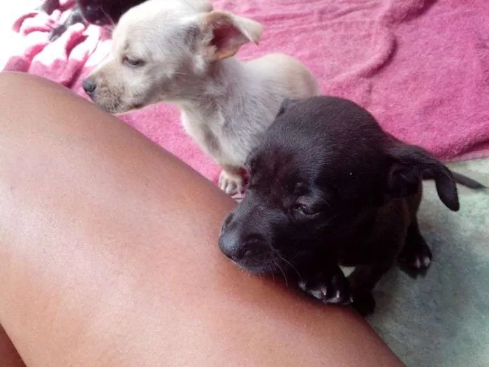 Cachorro raça S/N idade 2 a 6 meses nome Filhotes
