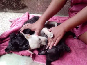 Cachorro raça S/N idade 2 a 6 meses nome Filhotes