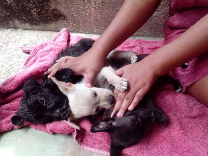 Cachorro raça S/N idade 2 a 6 meses nome Filhotes