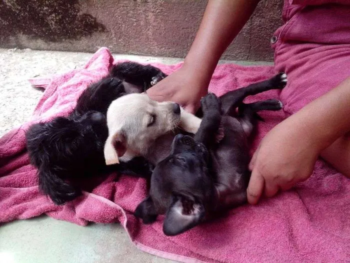 Cachorro raça S/N idade 2 a 6 meses nome Filhotes