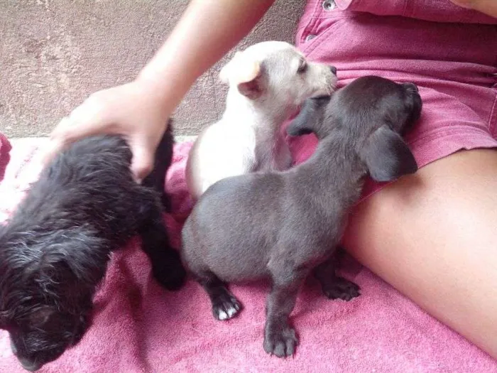 Cachorro raça S/N idade 2 a 6 meses nome Filhotes