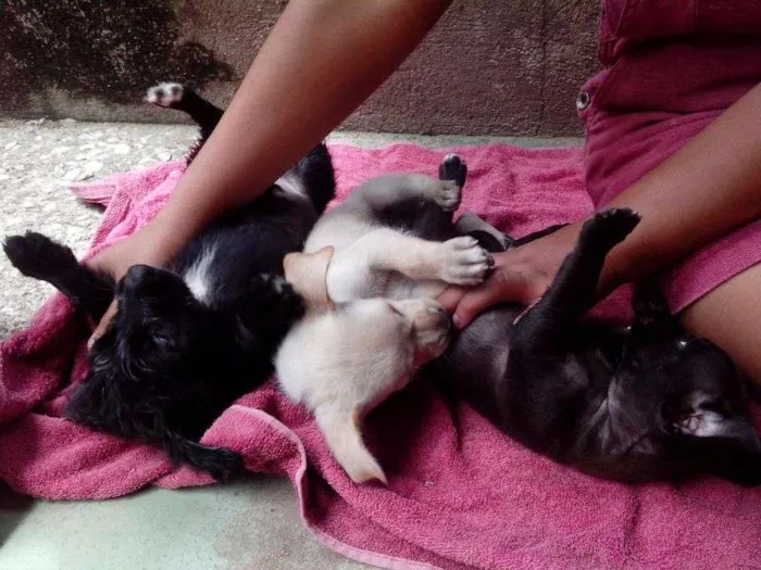 Cachorro raça S/N idade 2 a 6 meses nome Filhotes