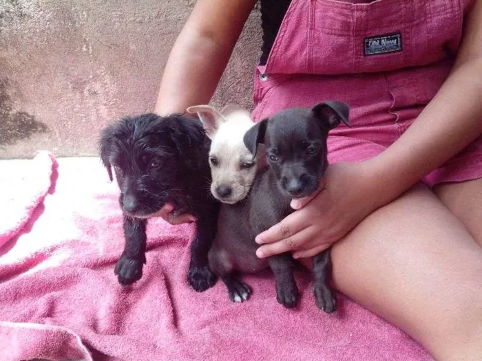 Cachorro raça S/N idade 2 a 6 meses nome Filhotes