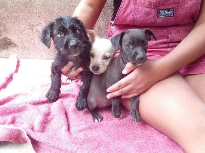 Cachorro raça S/N idade 2 a 6 meses nome Filhotes
