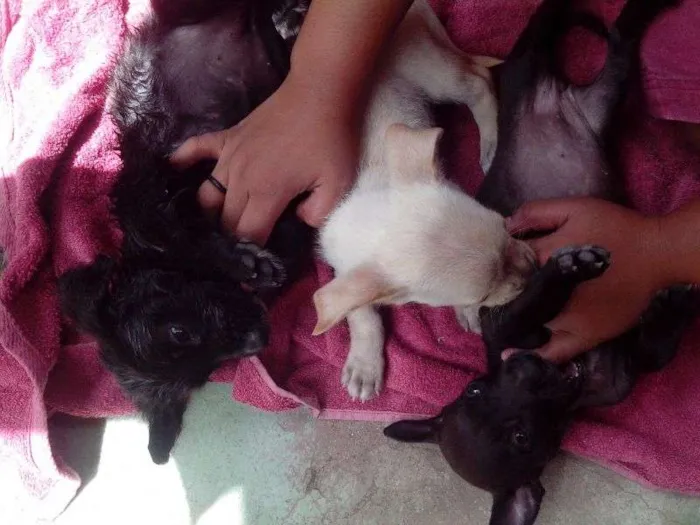 Cachorro raça S/N idade 2 a 6 meses nome Filhotes