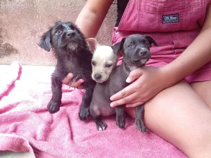 Cachorro raça S/N idade 2 a 6 meses nome Filhotes