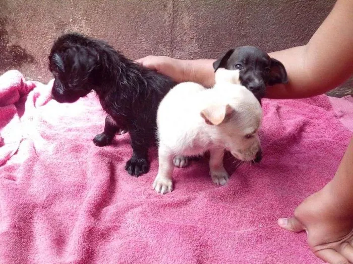 Cachorro raça S/N idade 2 a 6 meses nome Filhotes