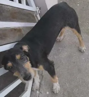 Cachorro raça Vira lata idade 1 ano nome Neguinho